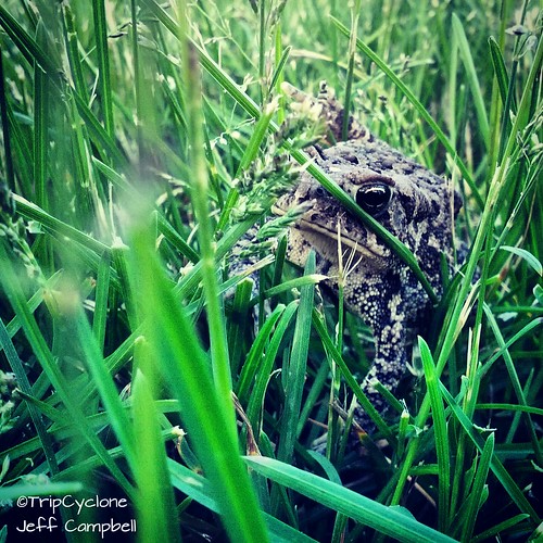 grass animal garden wildlife amphibian smartphone missouri toad hiding grumpy hoohaa52 instagram galaxynexus hh52y422