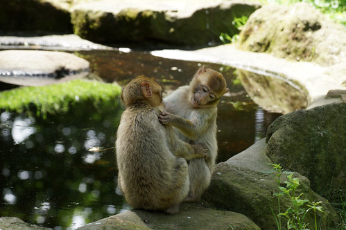 two friends (pt.3) - little Barbary Macaques - Berberaffen