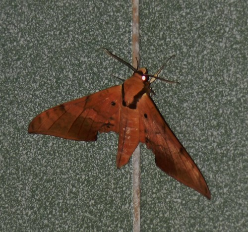 sphingidae philippineslepidoptera taxonomy:binomial=ambulyxjohnsoni
