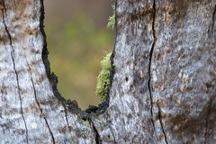 lichen and burnt trunk