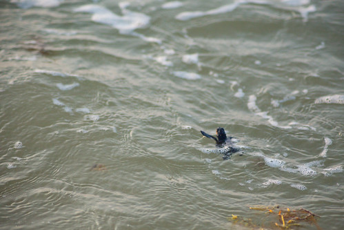 Sea Turtle Hatchling Swimming in Ocean