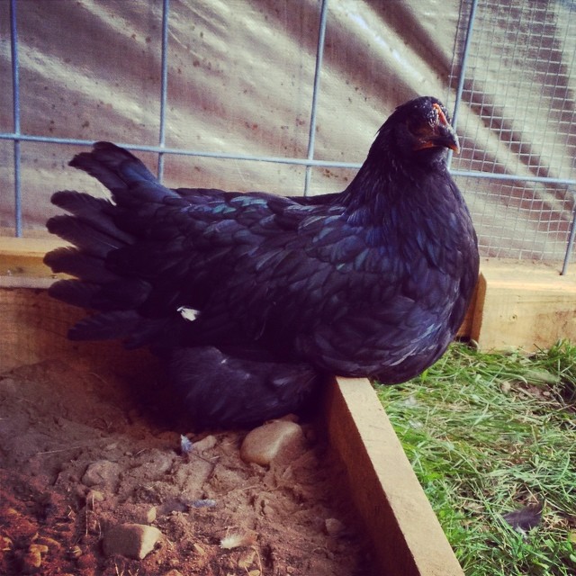 This is Blanche, one of our two Jersey Giants. She's named for her one white spot in her otherwise iridescent black feathers. She's very big and beautiful.