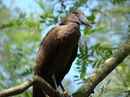 Pangani bird
