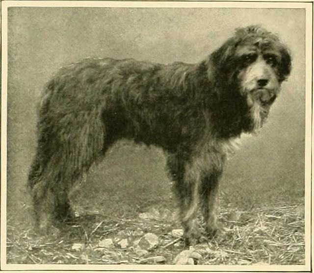 Image from page 131 of "The new book of the dog : a comprehensive natural history of British dogs and their foreign relatives, with chapters on law, breeding, kennel management, and veterinary treatment" (1911)