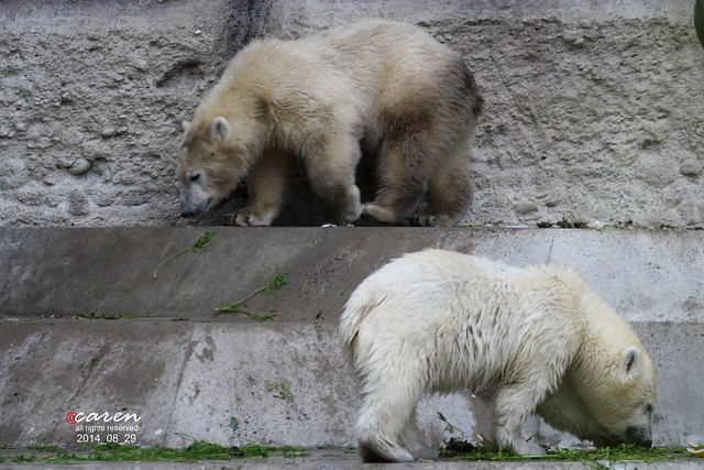 Eisbärenzwillinge Nela&Nobby 2014_08_29 132