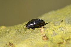 Water Scavenger Beetle (Hydrophilidae)