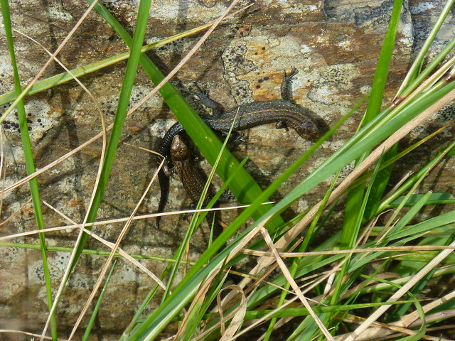 Common Lizards, Musbury Valley
