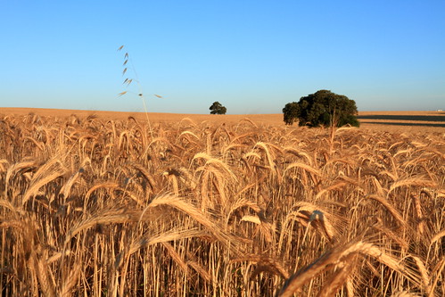 travel spain wheat seville montequinto