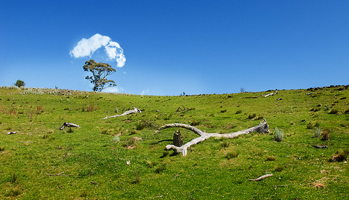 cloud tree green hill millpost
