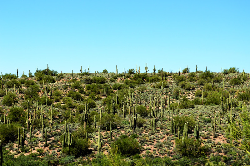 Cacti in the AZ desert