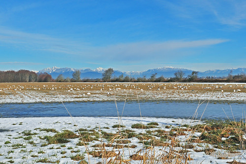 landscape scenic sky clouds mountains trees water puddle serene tranquil field grass farmland snowgeese snow goose geese chencaerulescens blizzard chevron knot plump string many group lots alot plenty winter smallaperture snowcapped deltabc lowermainland bc britishcolumbia canada nikond300 nikon