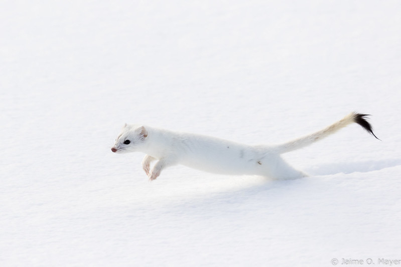 Long-tail Weasel