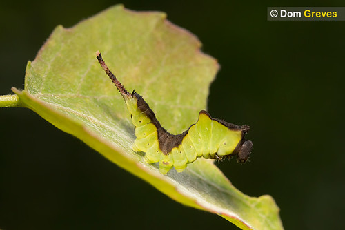 Third instar puss moth larva resting on silk pad