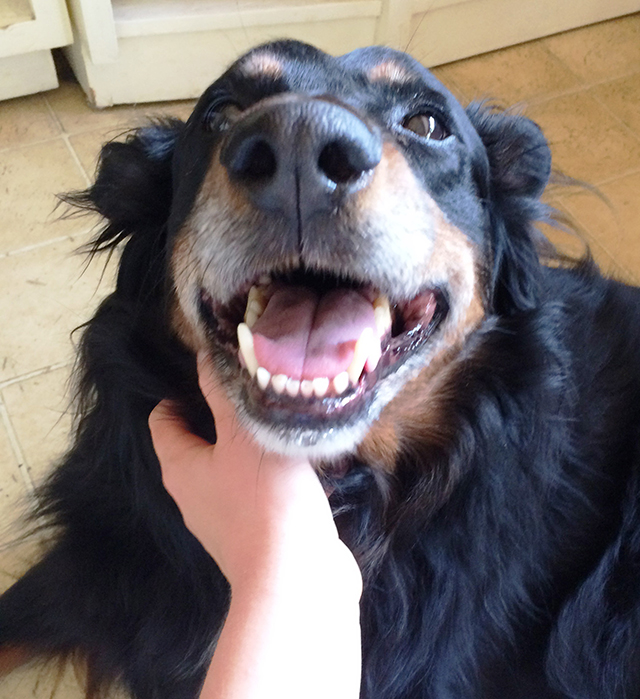 happy dog being scratched under the chin