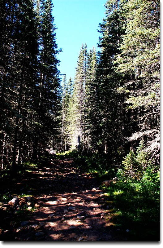 Spruce & fir stood along the trail