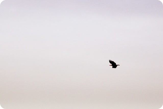 {photo journal} long beach | part 1 - bald eagle