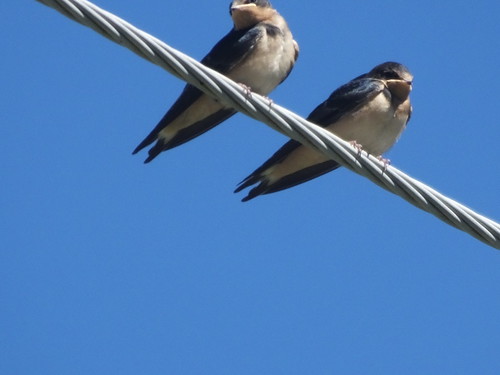 wildbirds hirundinidaeswallowspasserines