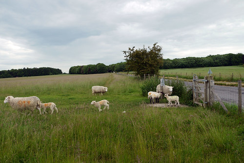 Woodhenge Sheep
