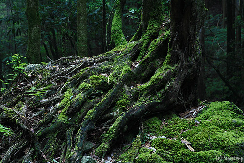 green japan stream fukuoka 福岡 iizuka mountainstream 飯塚 yagiyama 八木山 八木山渓流公園