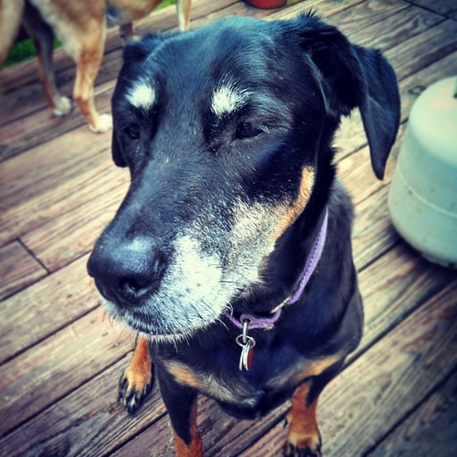 Happy 12th Birthday Lola! #dogstagram #instadog #birthday #dobermanmix #rescued #dobiemix #seniordog