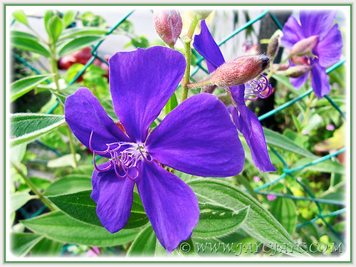 Potted Tibouchina urvilleana (syn.: T. semidecandra) with vibrant purple flowers, July 8 2014