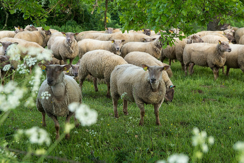 champ curieux mouton nature glénay poitoucharentes france sonya65