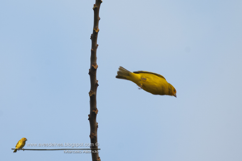 Jilguero dorado (Saffron-yellow Finch) Sicalis flaveola