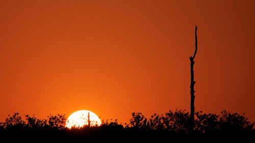 africa travel viaje sunset red sky sun tree sol southafrica atardecer rojo clear cielo afrika mpumalanga hazyview suidafrika sudáfrica