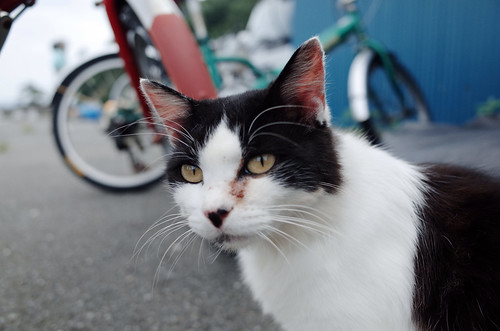Cat in Tashirojima