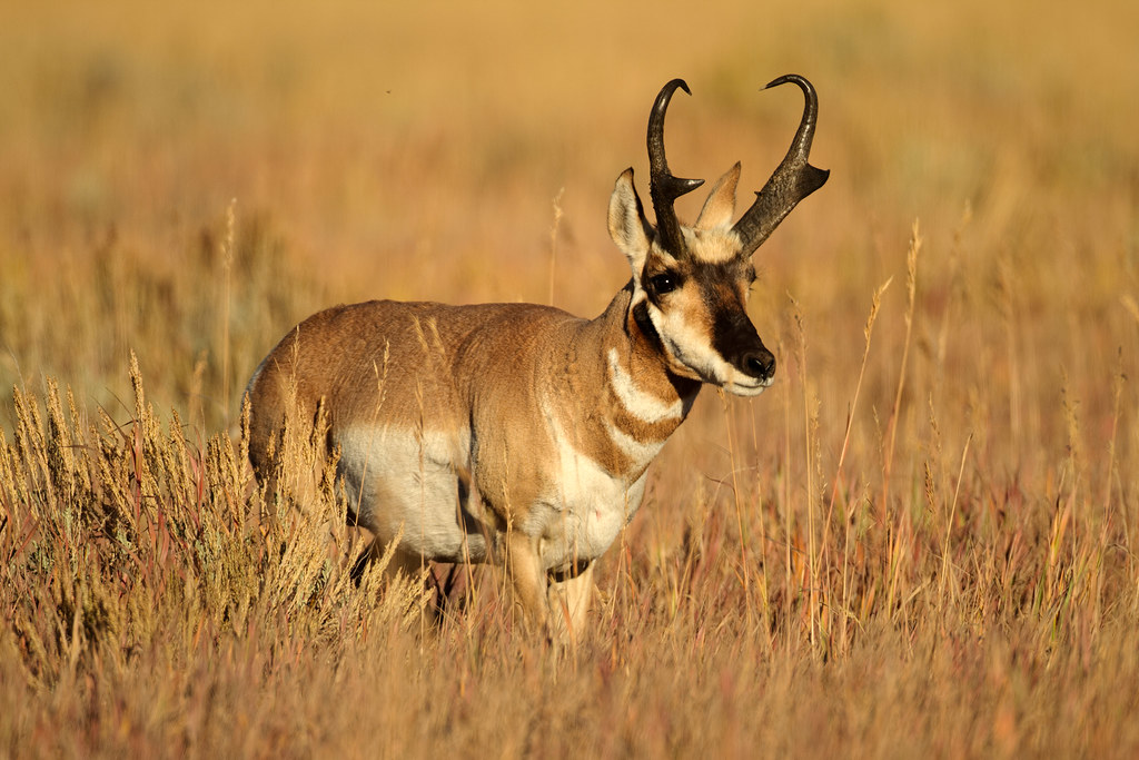 A male pronghorn in a meadow along Mormon Row in Grand Teton National Park