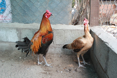 Gà Peru ( cung cấp gà peru từ 1-5 th tuổi) - 3