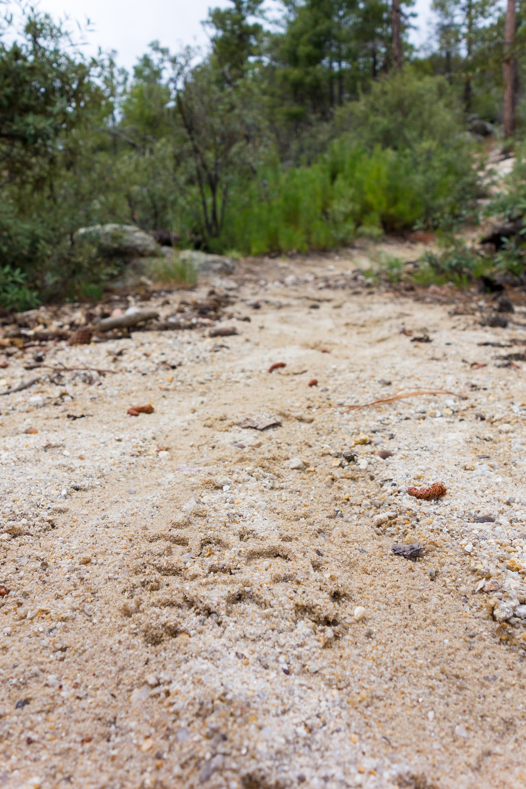 1408 Alisons Footprint on the Lemmon Rock Lookout Trail