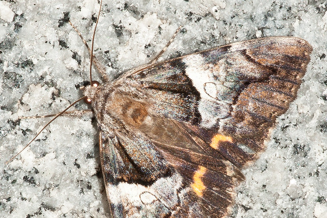 ケンモンキシタバ Catocala deuteronympha