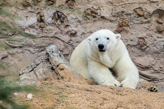 Polar Bear Resting at Denver Zoo