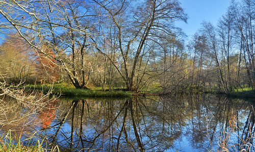 park winter france nature landscape pond nikon reserve paysage parc etang stagno aquitaine gironde bègles mussonville bordeauxmetropole