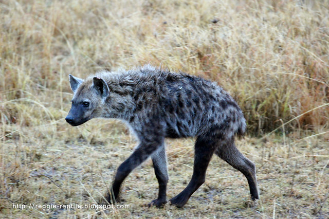 hyena 鬣狗
