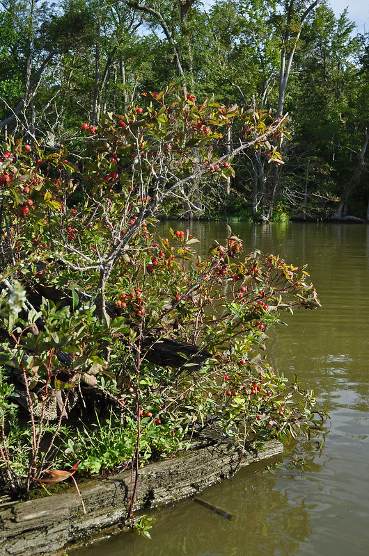 Herring Creek, Derelict Barge, Rosa palustris (2)