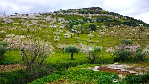 castelo melhor amendoeiras flor vila nova foz coa portugal sony z1 paisagem landscape