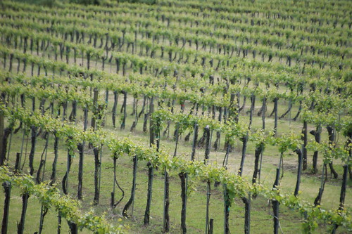 green oregon landscape spring winetasting grapes 2014 oregonwinecountry yamhillvalleyvineyards