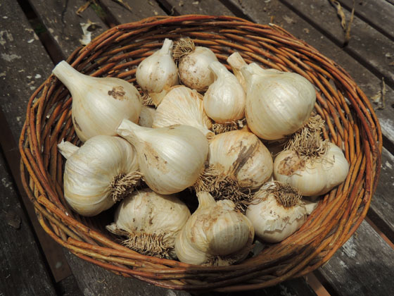 cleaning-storing-dry-garlic-08