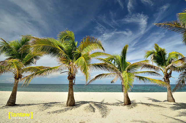 Antonia Beach Palm Trees
