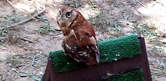 08 Rescued Screech Owl Eno Festival Durham NC 2014 130544