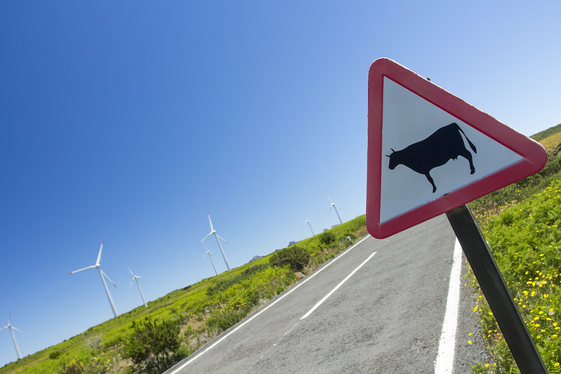 Beware Invisible Cows Sign - Madeira