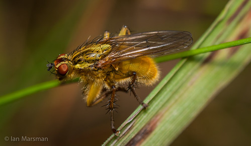 canada macro alberta flies peers invertebrates scathophagastercoraria scathophaga