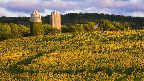 people field sunrise photography newjersey unitedstates americanflag farmland silo sunflower agriculture select publish farmbuilding herbaceous floriculture frankford collectionlandscape publishflickr collectionnewjersey