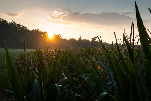sunset deutschland sonnenuntergang pflanzen brandenburg maize objekt maisfeld ereignis boitzenburgerland dreetzsee2014