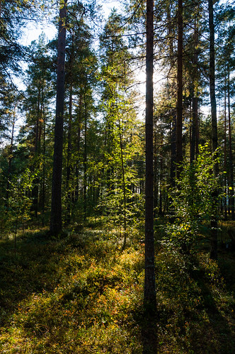 public sweden sony schweden herbst skog sverige wald värmland hagfors sonynex3n sonye1650mmf3556oss varmlandcounty 20140907 10monateskandinavien2014