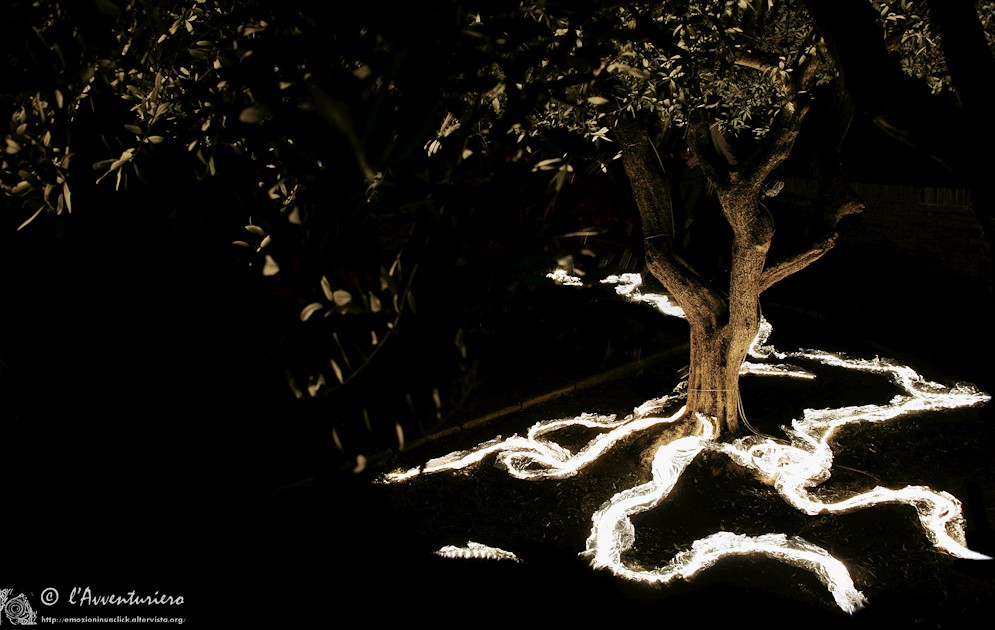 L'albero della luce