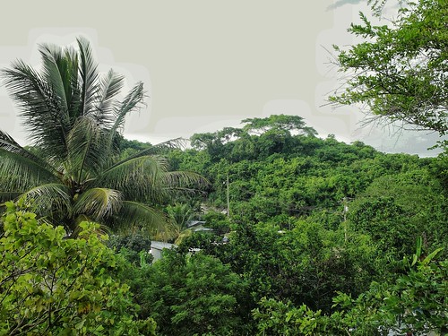 trees mexico palm tropical veracruz tuxpan coconutpalms ilobsterit