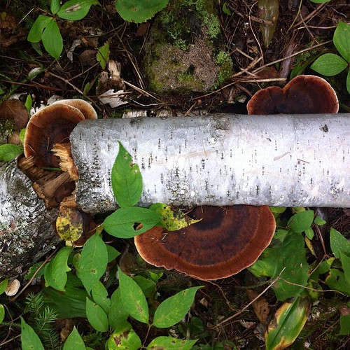 Mushroom from Boundary Waters Canoe Area Wilderness, Secret Blackstone trail. #fungi #bwca #vscocam